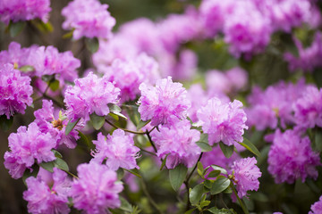 Fototapeta premium Rhododendron bloom in spring. Beautiful picture.