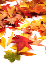 autumn leaves background