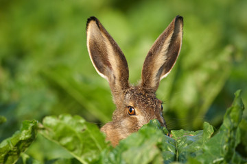 Junger  Feldhase,