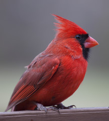 Cardinal on a brown plank that helps show off its festive red color © Guy Sagi