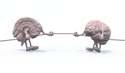 two half brains tug of war rope