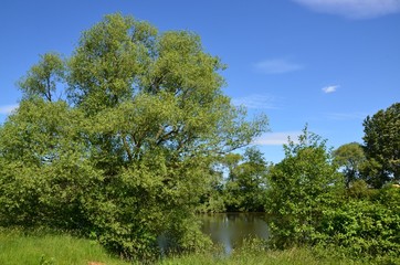 Naturlandschaft am Teich - frühsommerlich