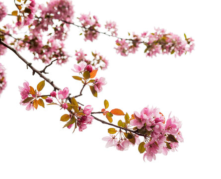 Spring Tree Blossom on white background, close up