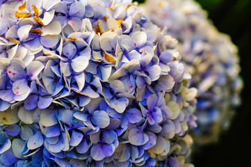 Hortensia