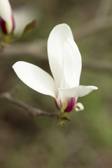 Magnolia.