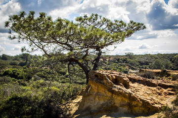 Fototapeta na wymiar torrey pine tree 