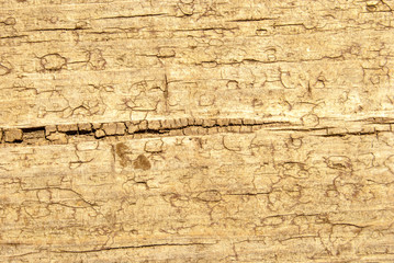 Old Shabby Wooden Planks