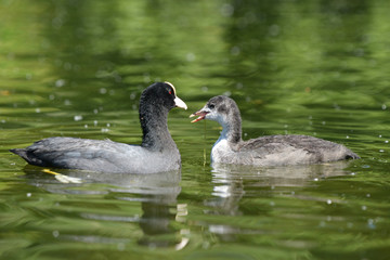 Eurasian Coot with nestling