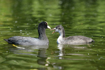 Eurasian Coot with nestling