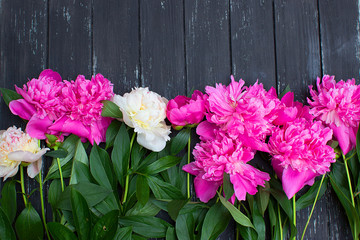 Many beautiful colored peonies on black vintage wooden background