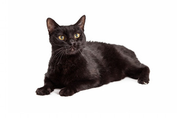 Beautiful adult black cat laying