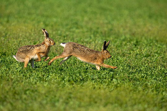 Feldhasen,Hasenpaar