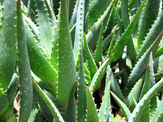 Aloe in a Garden