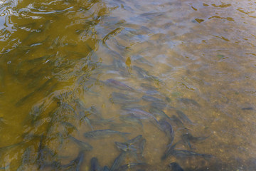 Fish in the pond Thailand