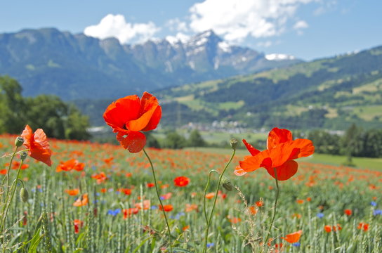 Poppy flowers background mountains