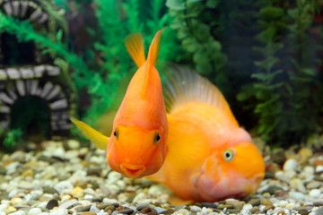 Two parrot fish