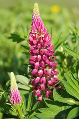 Wunderschöne Lupine