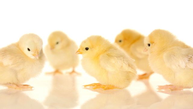 Baby chicks on white background