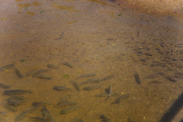 Fish in the pond Thailand