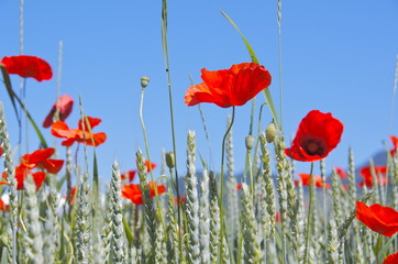 Fototapeta premium poppies in a field