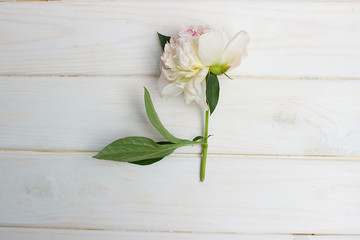 beautiful white flower on a wooden background