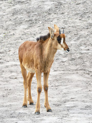 Obraz premium Sable Antelope (Hippotragus niger)