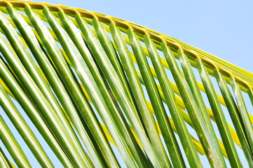 Naklejka premium Close up of coconut leaf