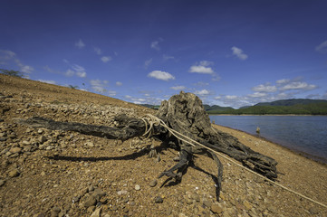 Tree stump with rope around