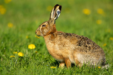 Feldhase mit Löwenzahn