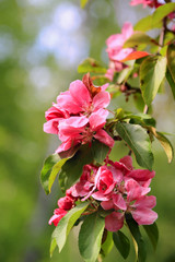 Pink Flowers of Ornamental Grab Apple 