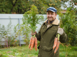 Happy Peasant with good harvest of carrots on his garden
