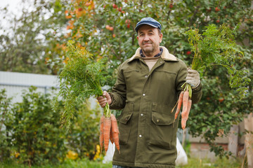 Happy Peasant with good harvest of carrots on his garden
