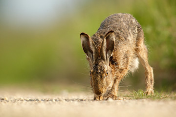 Feldhase , Neugireig