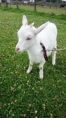 Fototapeta premium White goat on grass