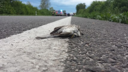Toter Vogel auf einer Straße