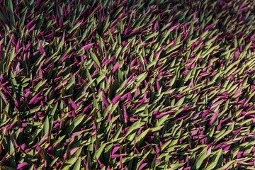 Green grass background