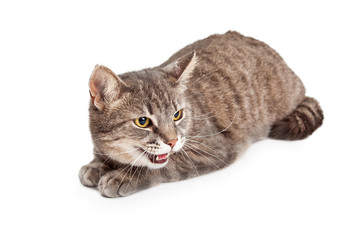 Domestic Shorthair Tabby Cat  With Open Mouth