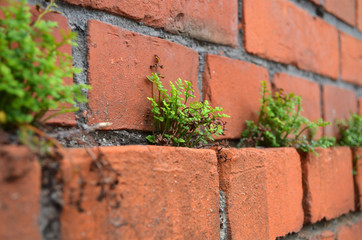 Obraz na płótnie Canvas Plant in the brick wall