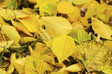 Obraz premium Autumn background