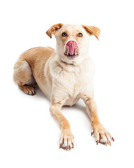 Funny Hungry Yellow Labrador Crossbreed Laying