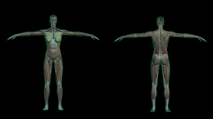 human female anatomy with muscles and skeleton