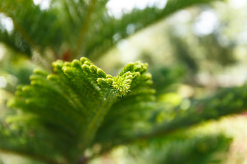  pine tree branch