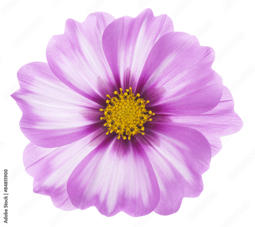 Wall mural cosmos flower