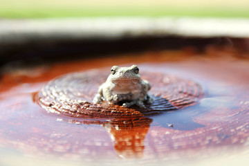 Grey Tree Frog Sitting in Bird Bath in Garden