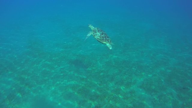 green sea turtle (Chelonia mydas) swims over a sandy bottom 