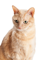 Head Shot of Orange Tabby Cat
