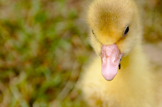 The small yellow goose on the grass.