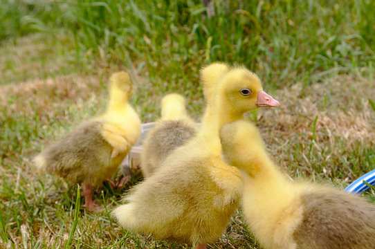 Yellow goose on the grass.