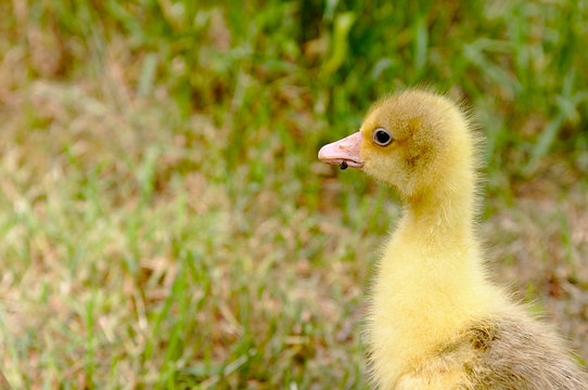The small yellow goose on the grass.