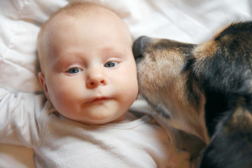 Pet Dog Kissing Two Month Old Baby
